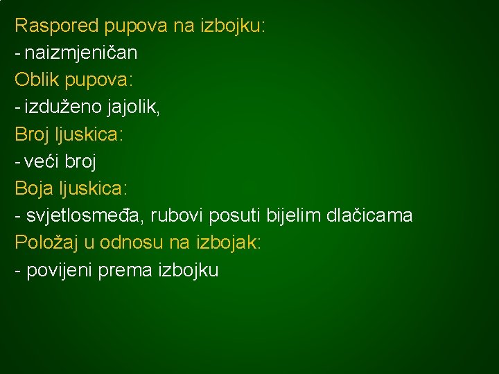 Raspored pupova na izbojku: - naizmjeničan Oblik pupova: - izduženo jajolik, Broj ljuskica: -