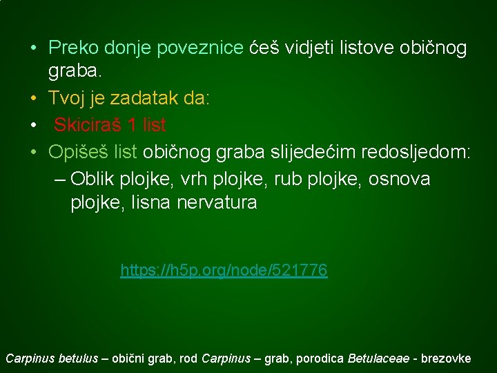  • Preko donje poveznice ćeš vidjeti listove običnog graba. • Tvoj je zadatak