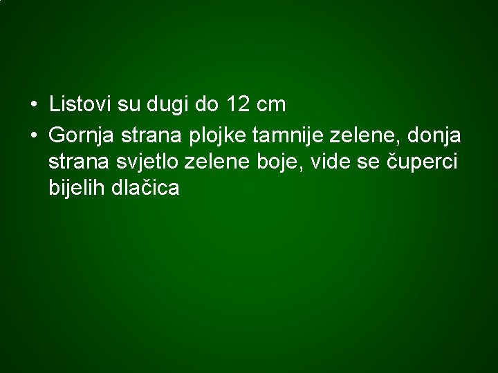  • Listovi su dugi do 12 cm • Gornja strana plojke tamnije zelene,