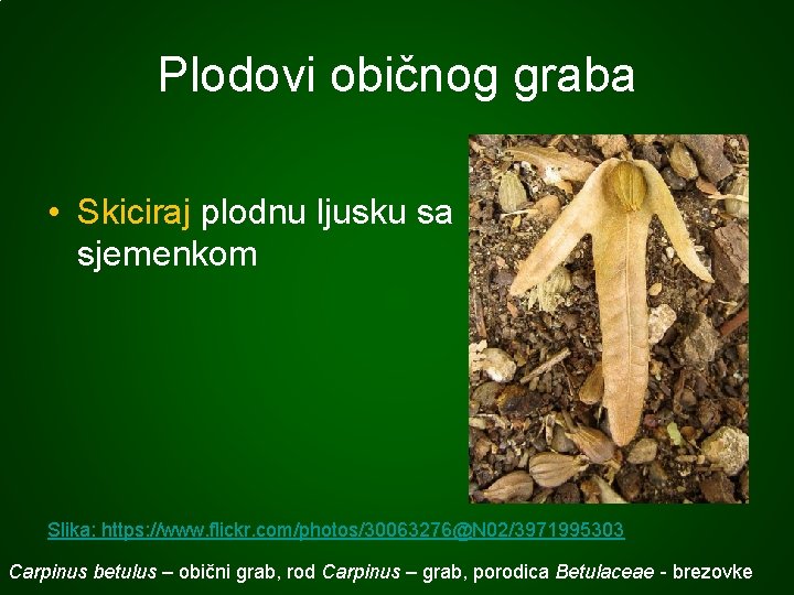 Plodovi običnog graba • Skiciraj plodnu ljusku sa sjemenkom Slika: https: //www. flickr. com/photos/30063276@N