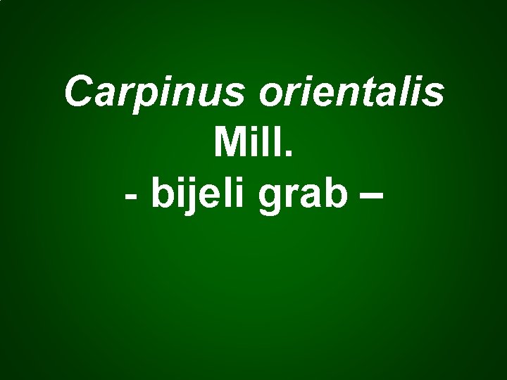 Carpinus orientalis Mill. - bijeli grab – 