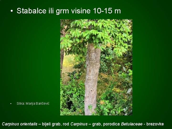  • Stabalce ili grm visine 10 -15 m • Slika: Marija Baričević Carpinus