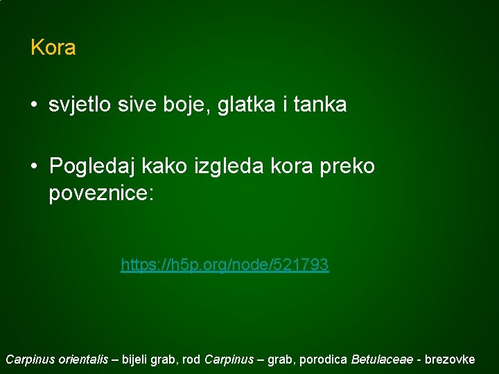 Kora • svjetlo sive boje, glatka i tanka • Pogledaj kako izgleda kora preko