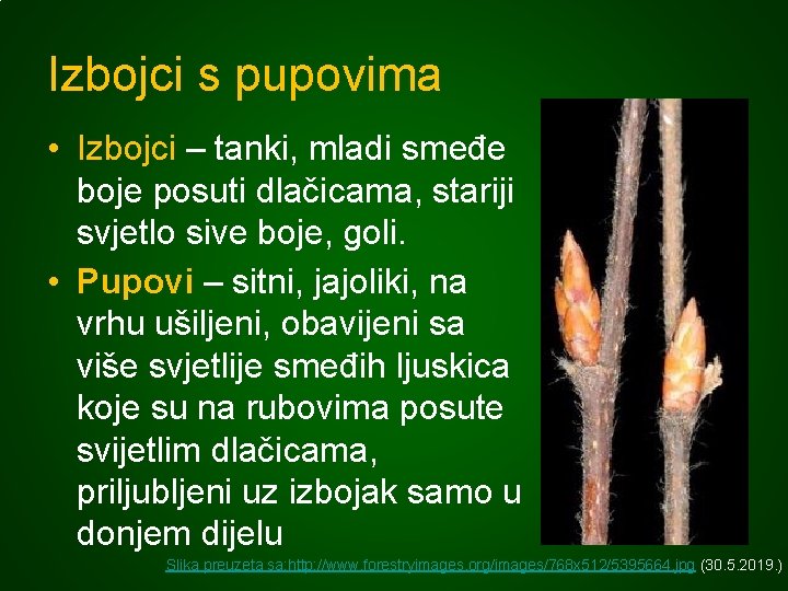 Izbojci s pupovima • Izbojci – tanki, mladi smeđe boje posuti dlačicama, stariji svjetlo