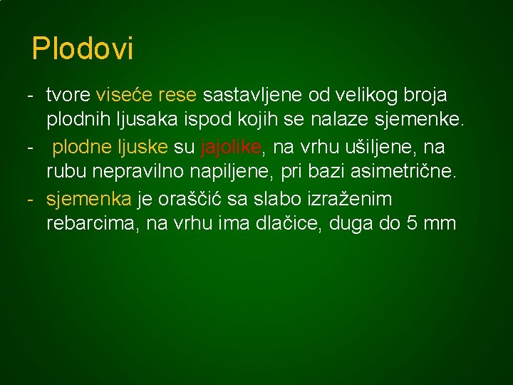 Plodovi - tvore viseće rese sastavljene od velikog broja plodnih ljusaka ispod kojih se