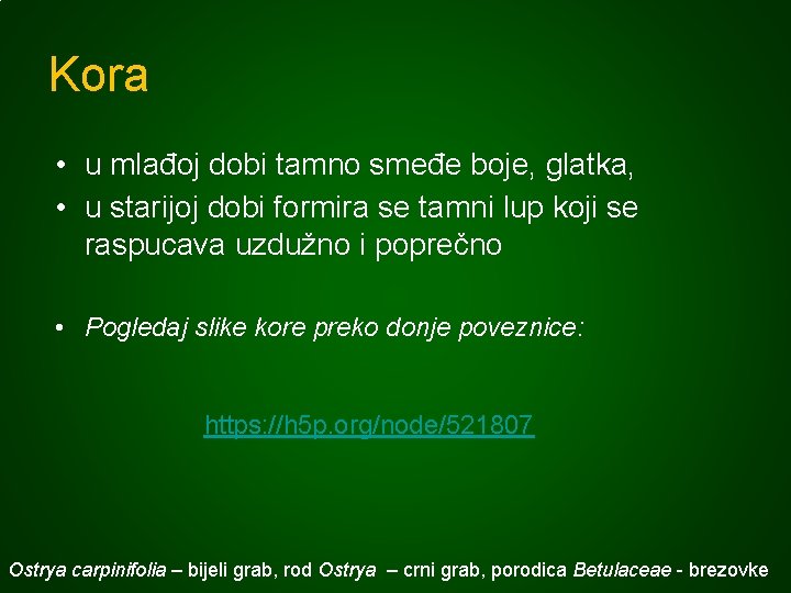 Kora • u mlađoj dobi tamno smeđe boje, glatka, • u starijoj dobi formira