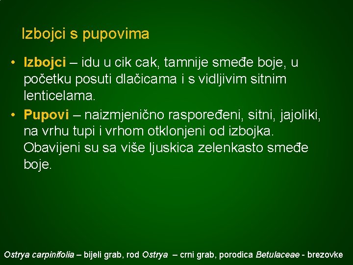 Izbojci s pupovima • Izbojci – idu u cik cak, tamnije smeđe boje, u