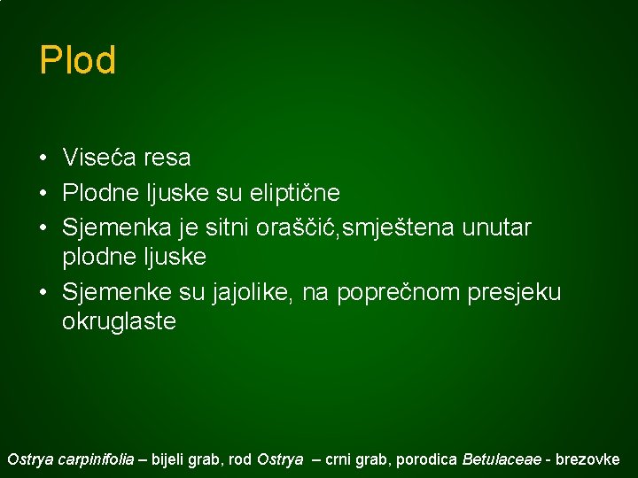 Plod • Viseća resa • Plodne ljuske su eliptične • Sjemenka je sitni oraščić,