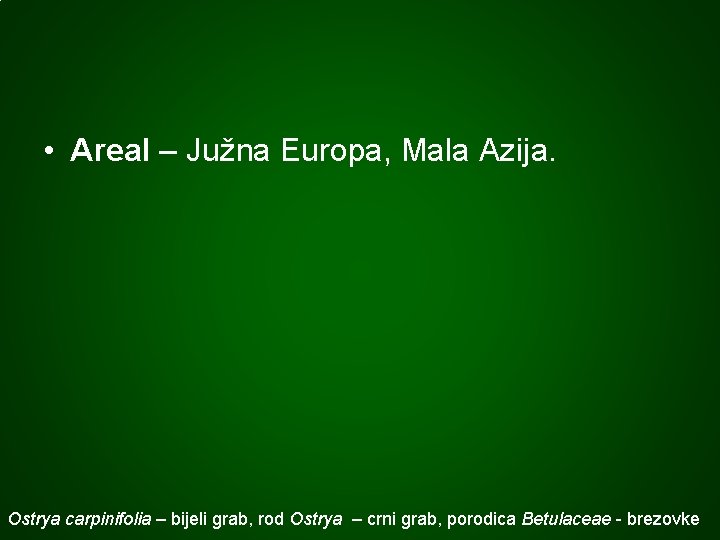  • Areal – Južna Europa, Mala Azija. Ostrya carpinifolia – bijeli grab, rod