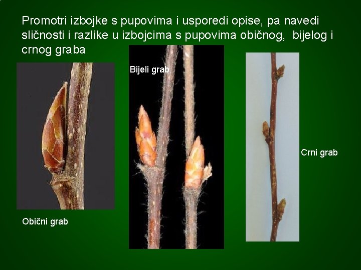 Promotri izbojke s pupovima i usporedi opise, pa navedi sličnosti i razlike u izbojcima