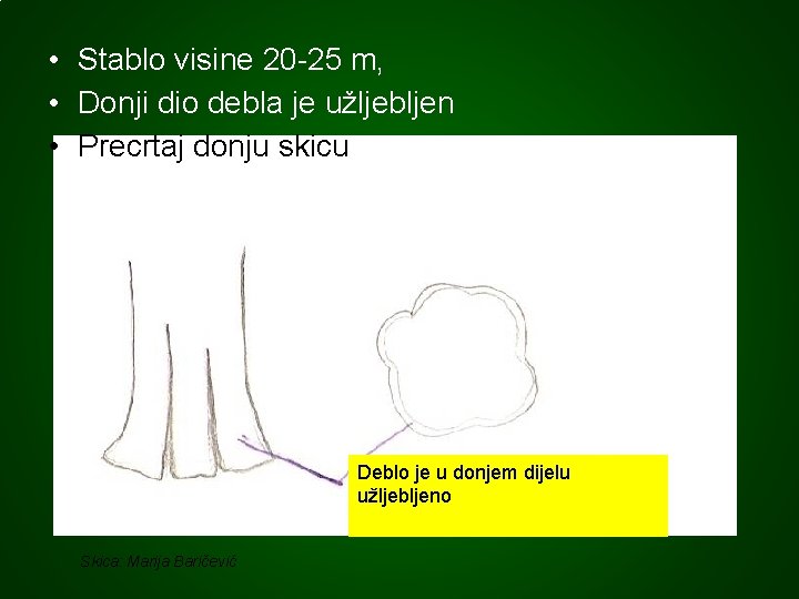  • Stablo visine 20 -25 m, • Donji dio debla je užljebljen •