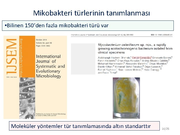 Mikobakteri türlerinin tanımlanması • Bilinen 150’den fazla mikobakteri türü var Moleküler yöntemler tür tanımlamasında