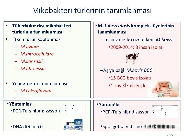 Mikobakteri türlerinin tanımlanması • Tüberküloz dışı mikobakteri türlerinin tanımlanması • Etken türün saptanması –