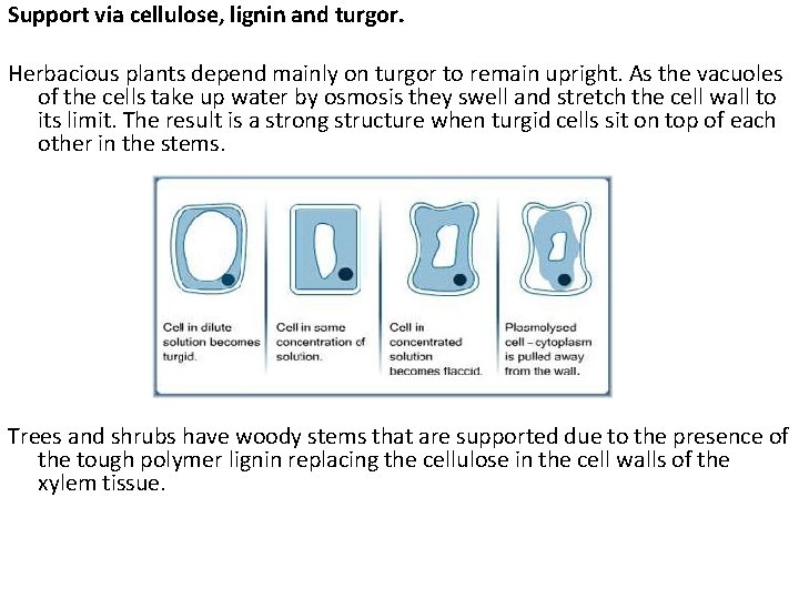 Support via cellulose, lignin and turgor. Herbacious plants depend mainly on turgor to remain