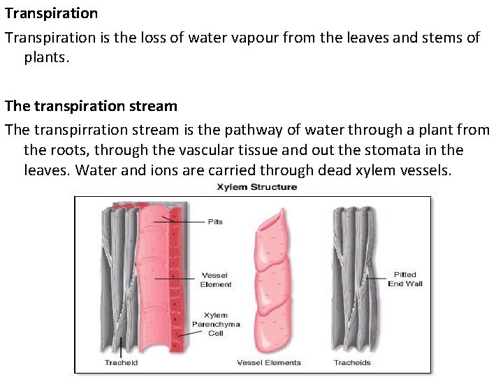 Transpiration is the loss of water vapour from the leaves and stems of plants.