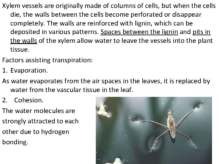 Xylem vessels are originally made of columns of cells, but when the cells die,