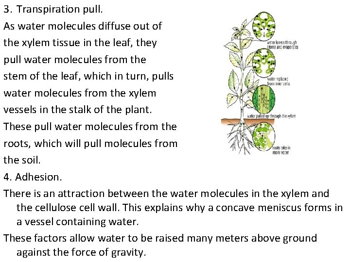 3. Transpiration pull. As water molecules diffuse out of the xylem tissue in the