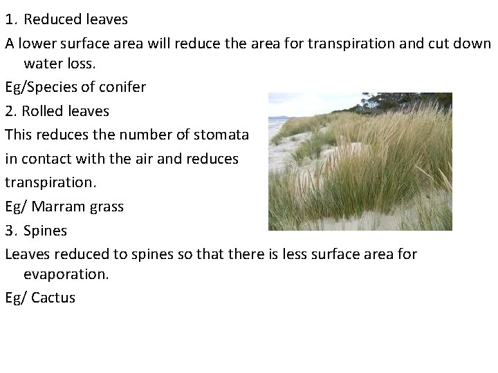 1. Reduced leaves A lower surface area will reduce the area for transpiration and