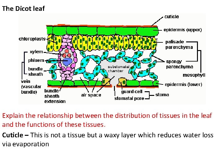 The Dicot leaf Explain the relationship between the distribution of tissues in the leaf