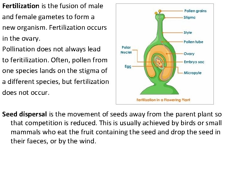 Fertilization is the fusion of male and female gametes to form a new organism.