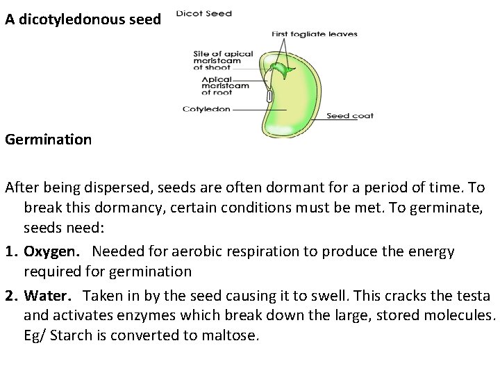 A dicotyledonous seed Germination After being dispersed, seeds are often dormant for a period