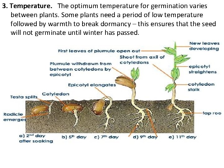 3. Temperature. The optimum temperature for germination varies between plants. Some plants need a