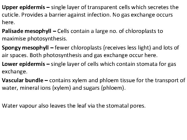 Upper epidermis – single layer of transparent cells which secretes the cuticle. Provides a