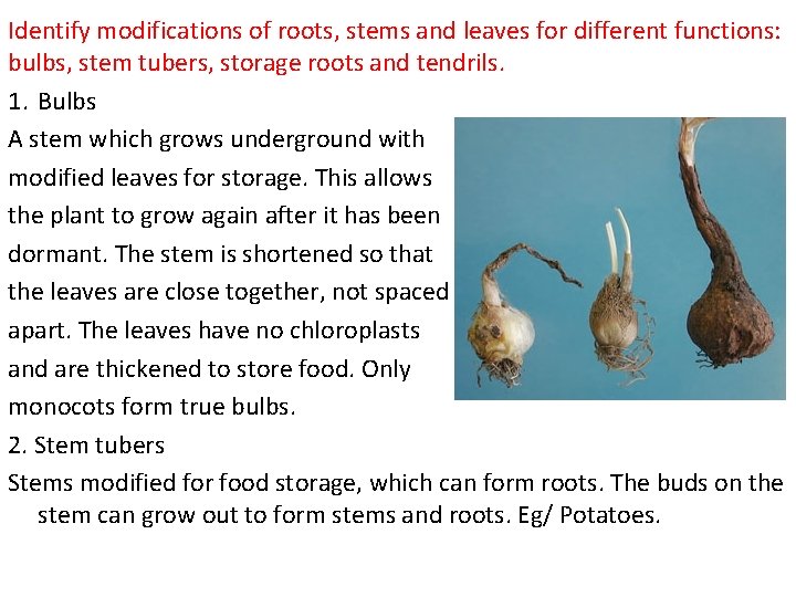 Plant Science Draw and label plan diagrams to