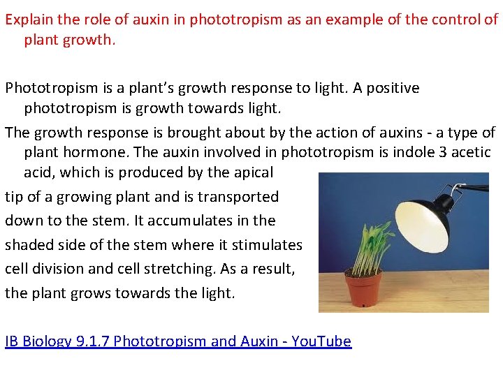 Explain the role of auxin in phototropism as an example of the control of
