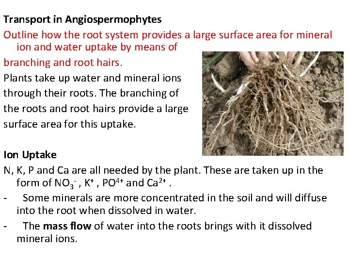 Transport in Angiospermophytes Outline how the root system provides a large surface area for