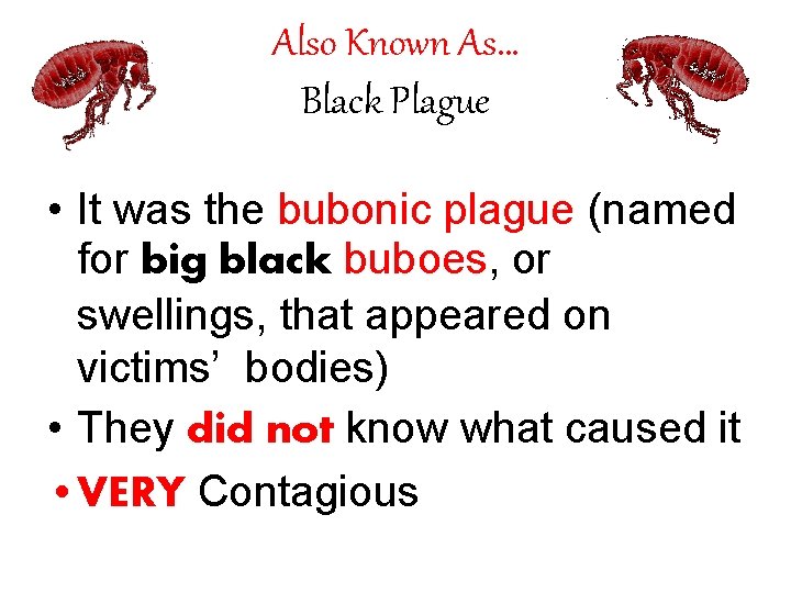 Also Known As… Black Plague • It was the bubonic plague (named for big