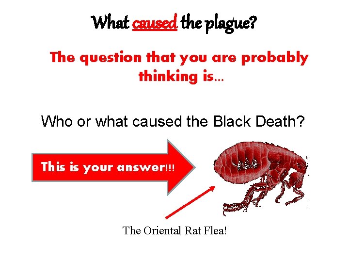 What caused the plague? The question that you are probably thinking is. . .