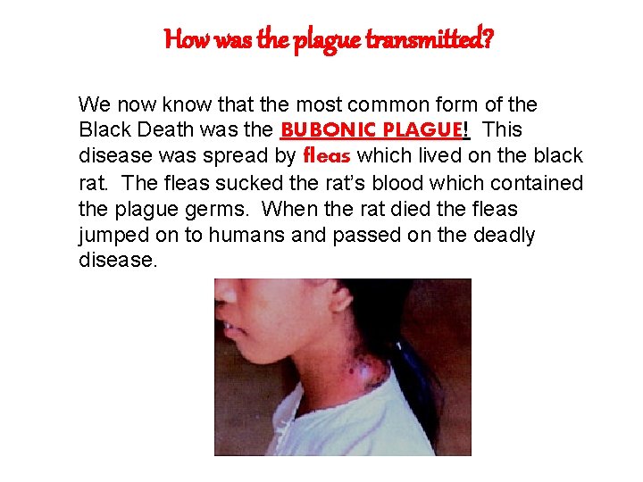 How was the plague transmitted? We now know that the most common form of