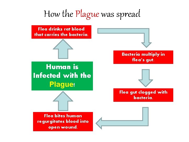 How the Plague was spread Flea drinks rat blood that carries the bacteria. Bacteria