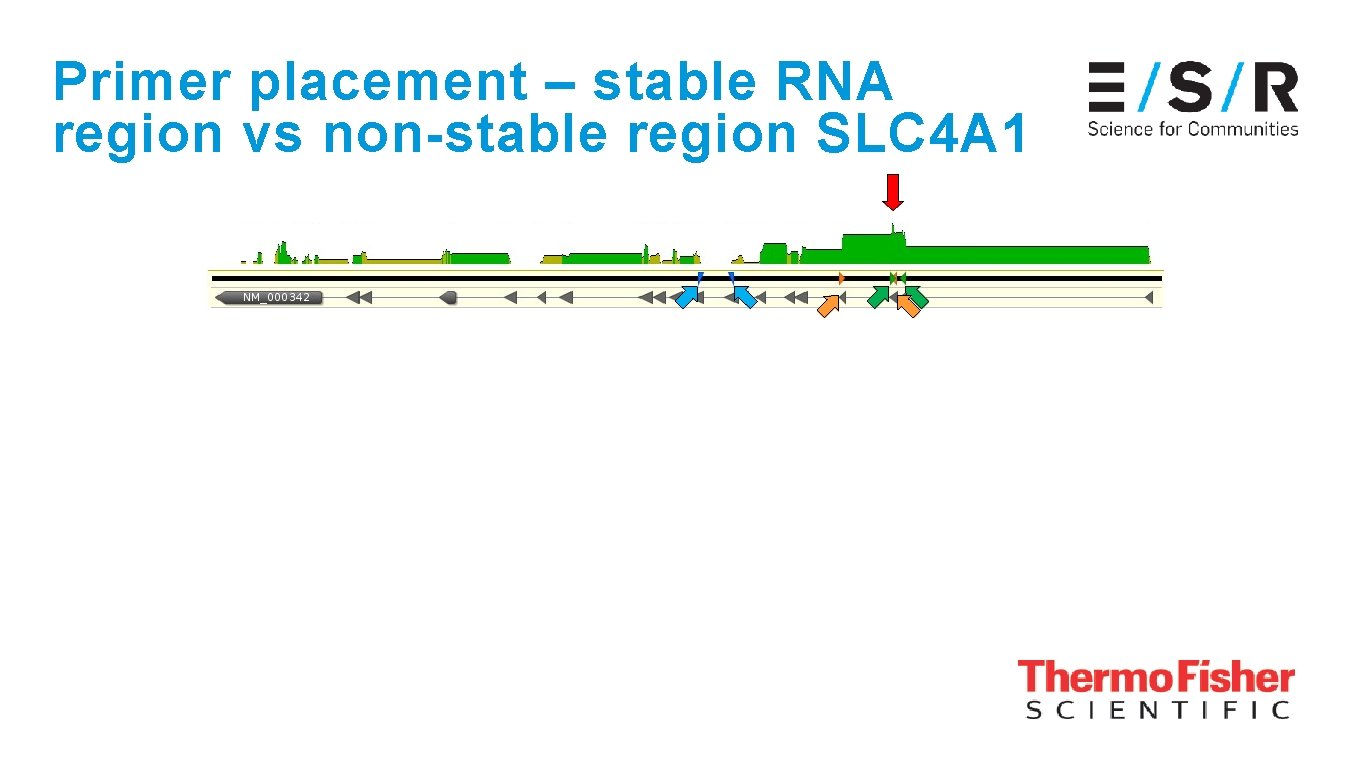 Primer placement – stable RNA region vs non-stable region SLC 4 A 1 