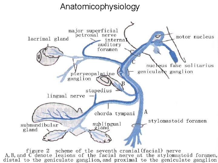 Anatomicophysiology 