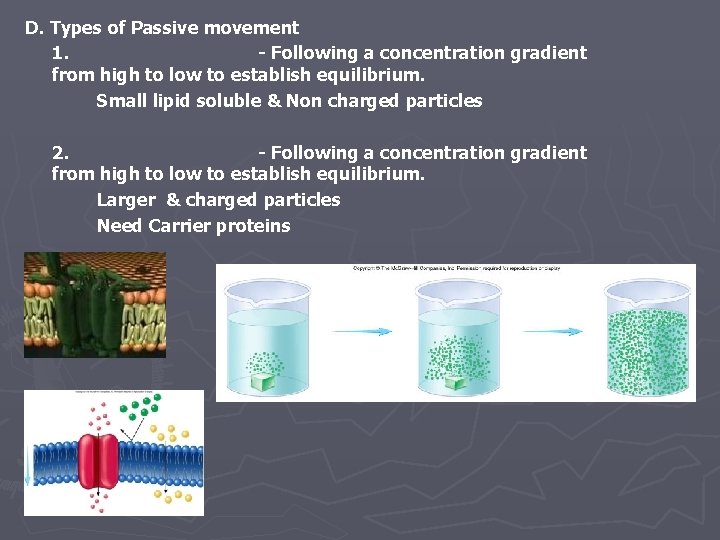 D. Types of Passive movement 1. - Following a concentration gradient from high to