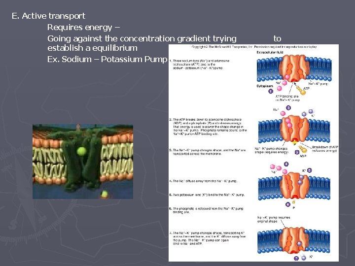 E. Active transport Requires energy – Going against the concentration gradient trying establish a