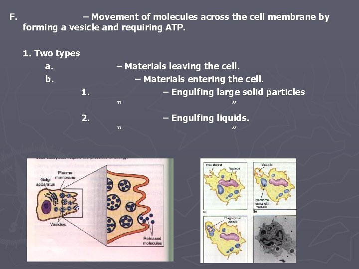 F. – Movement of molecules across the cell membrane by forming a vesicle and