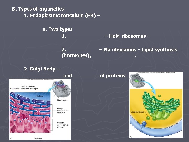 B. Types of organelles 1. Endoplasmic reticulum (ER) – a. Two types 1. 2.