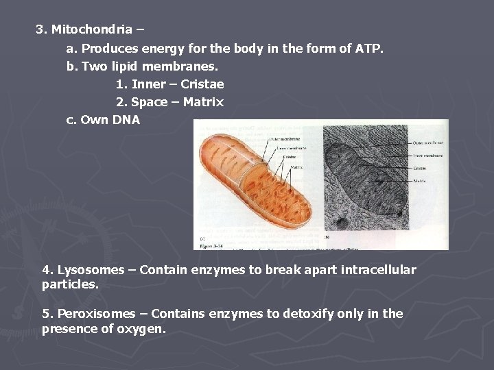 3. Mitochondria – a. Produces energy for the body in the form of ATP.