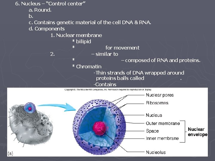 6. Nucleus – “Control center” a. Round. b. c. Contains genetic material of the