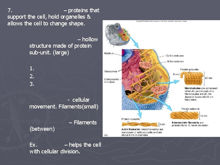 7. – proteins that support the cell, hold organelles & allows the cell to