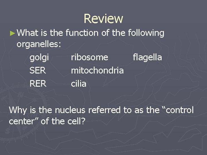Review ► What is the function of the following organelles: golgi ribosome flagella SER