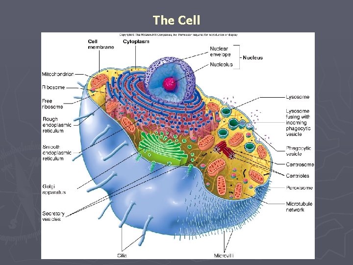 The Cell 