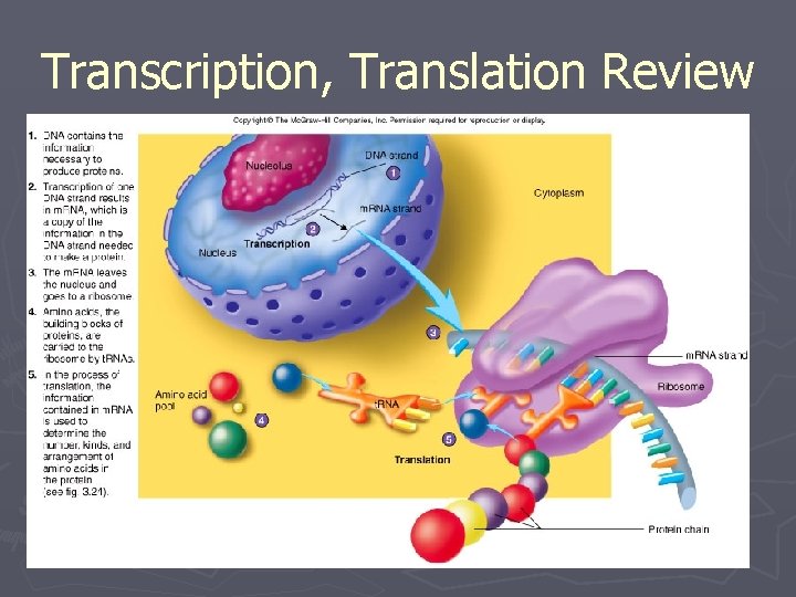 Transcription, Translation Review 