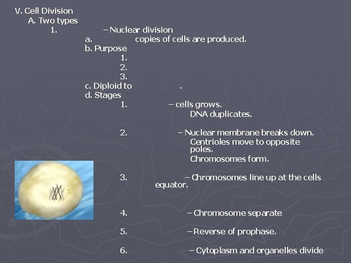 V. Cell Division A. Two types 1. – Nuclear division a. copies of cells