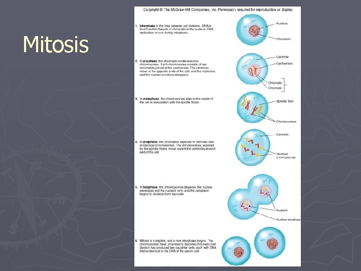 Mitosis 