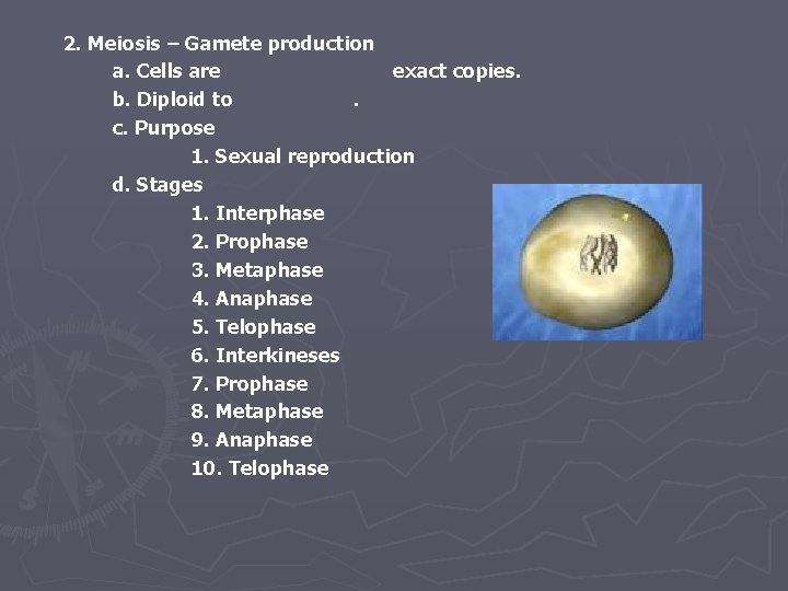 2. Meiosis – Gamete production a. Cells are exact copies. b. Diploid to. c.