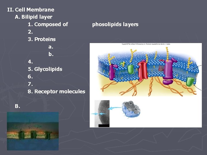 II. Cell Membrane A. Bilipid layer 1. Composed of 2. 3. Proteins a. b.